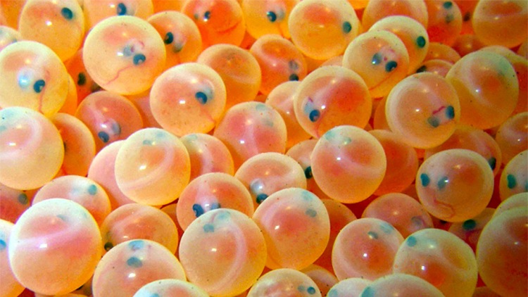 chinook salmon eggs